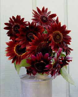 Renees' Flowers Garden Seeds